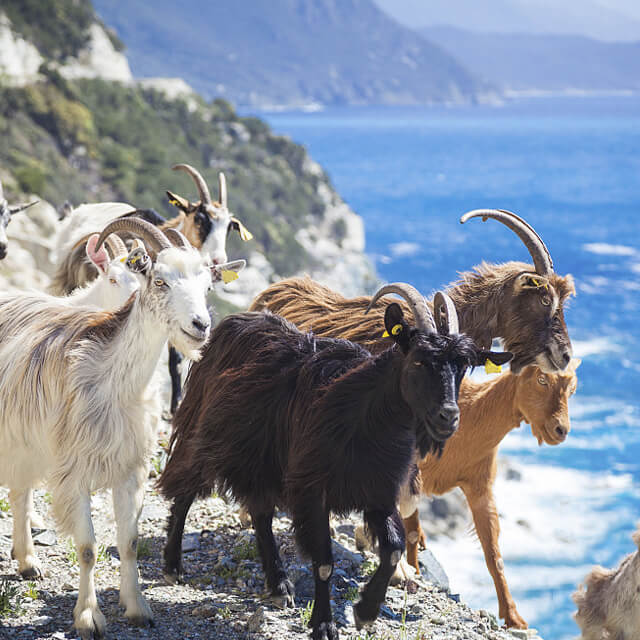 Medicina Veterinaria